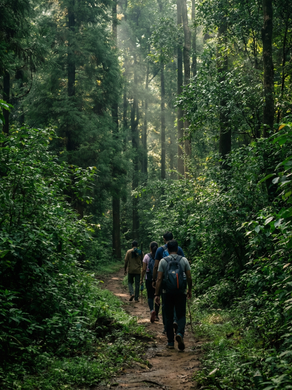 <h3>Dandeli Jungle Trekking</h3><p>Explore lush forest trails with guided support.</p>
